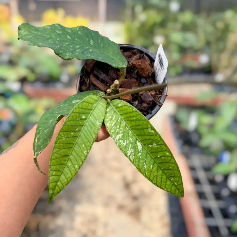 PS0533 - Hoya sp. (Aceh No.18)
