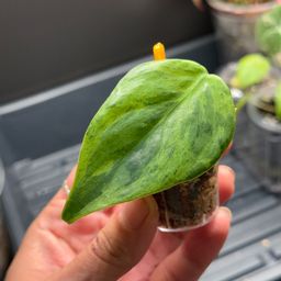 67 - Var Heartleaf Philo midcut Rooted