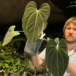 Large Papillanimum X Carlablackiae