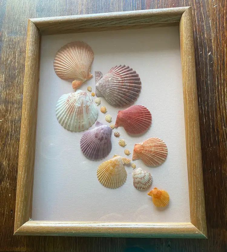 Scallop Shell Framed Wall Art Decor 10"x 14"