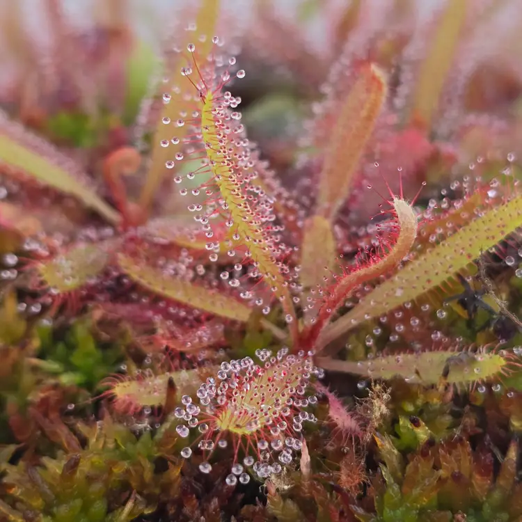 Drosera adelae