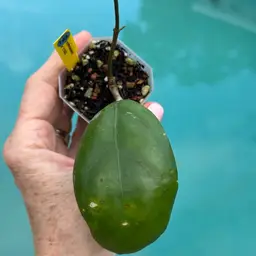 193 Hoya erythrostemma x Hoya ‘Joy’