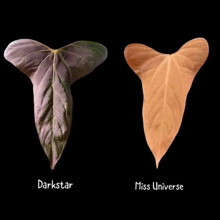 Anthurium Darkstar x Miss Universe
