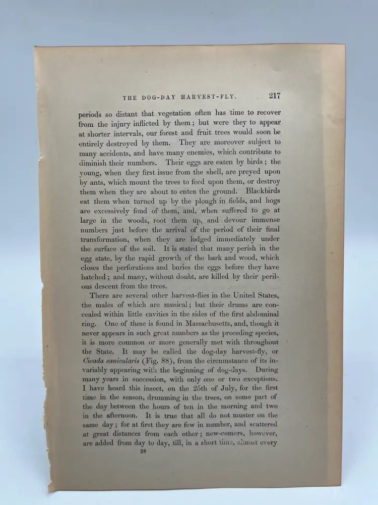 318 - Original Woodblock Print Book Page, 1862, Insects