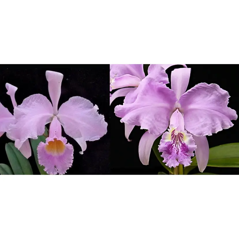 C. Princess v. concolor (trianae concolor x lueddemanniana concolor)  - 2.5” Pot