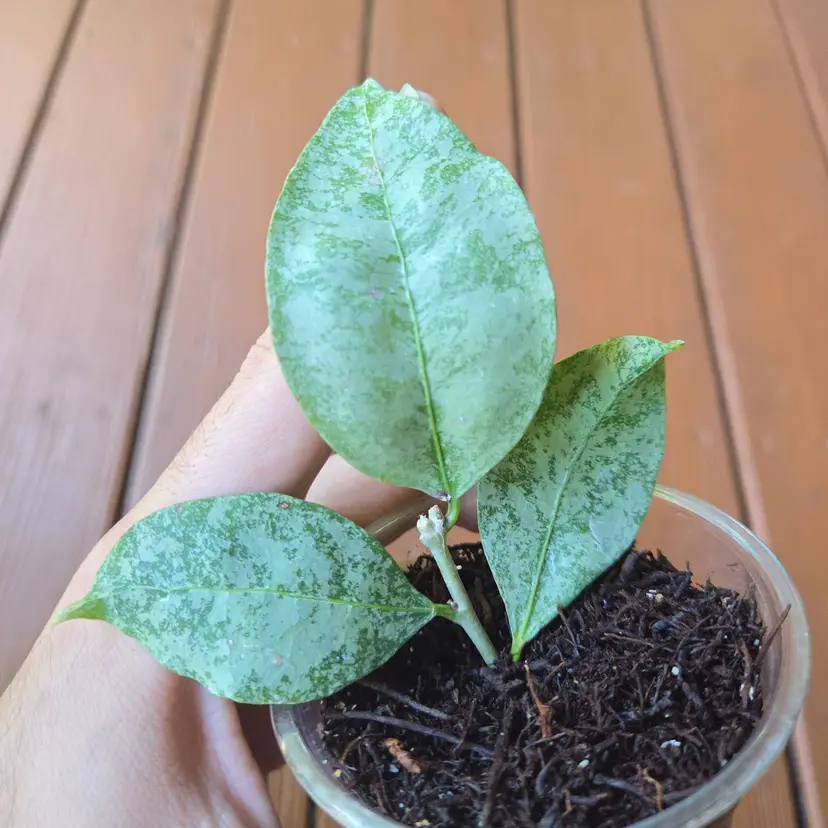 Hoya Amicabilis silver