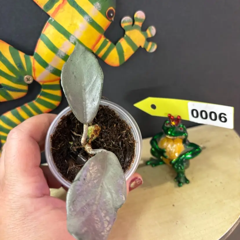 6	Wilbur graves silver