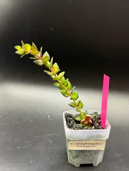 Hoya Chinghungensis Variegated (#3)