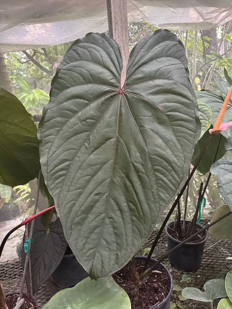 Scott’s Friday Night Live