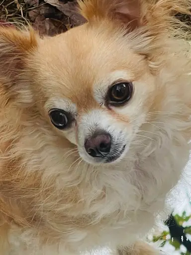 Vintage Variety Hang Out