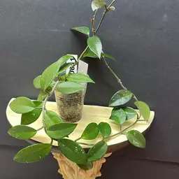 11 RHM 2598 Leland Joseph x unk