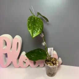 50 Latifolia ‘Snow Queen’