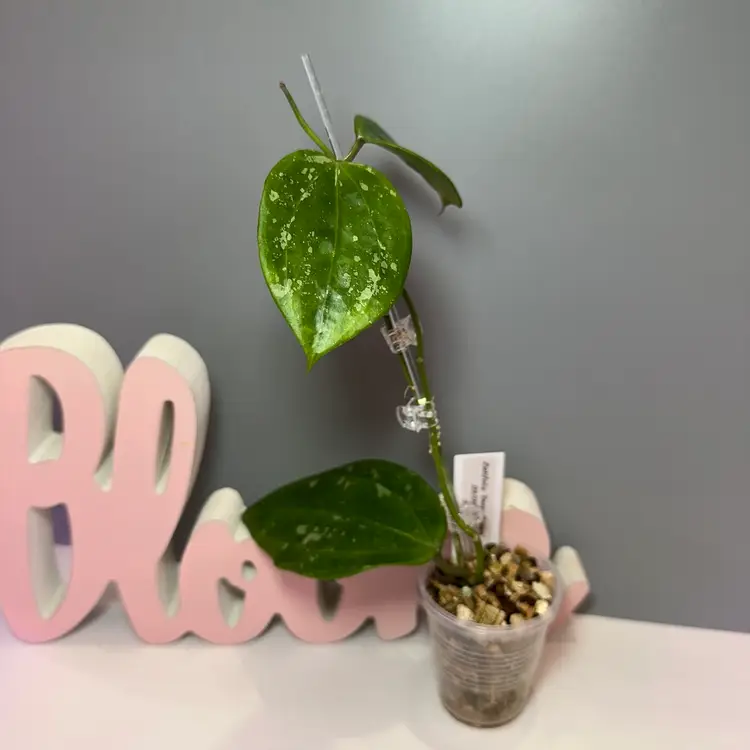 50 Latifolia ‘Snow Queen’