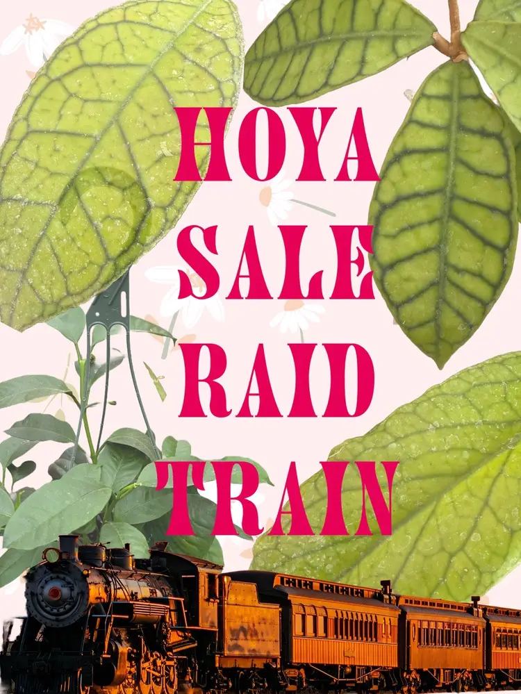 Hoya Sale! Raid Train!