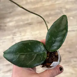 25 Hoya sp. Sumbawa