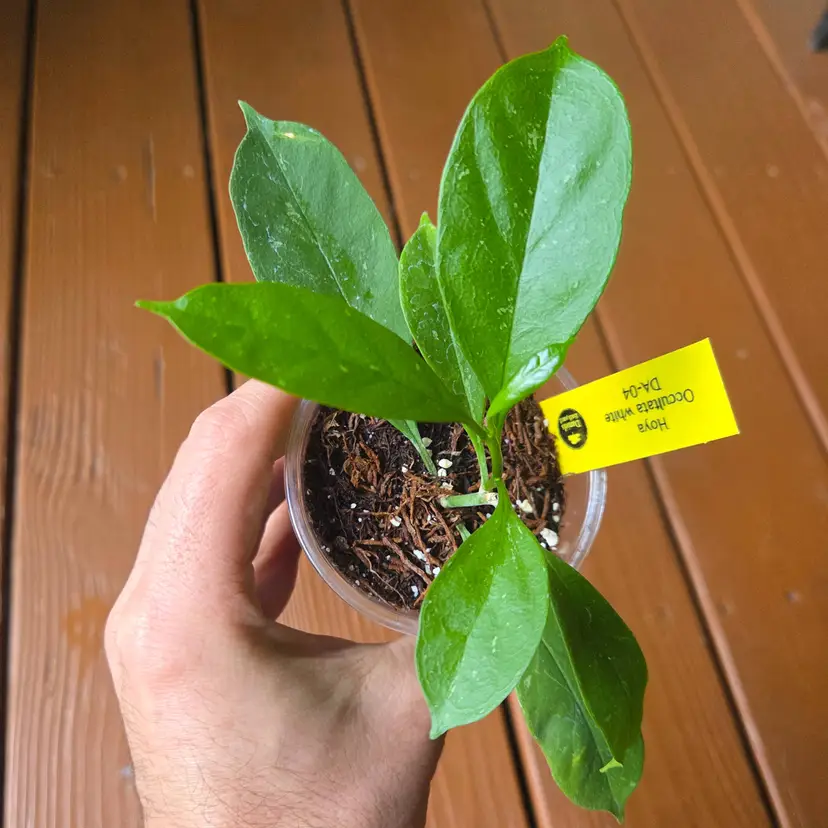 Hoya Occultata white DA-04