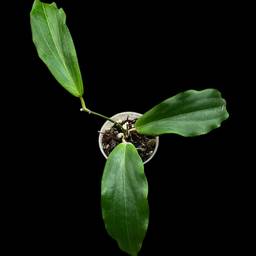 ‘Swiffer’s Rose’