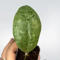 Hoya Forbesii silver