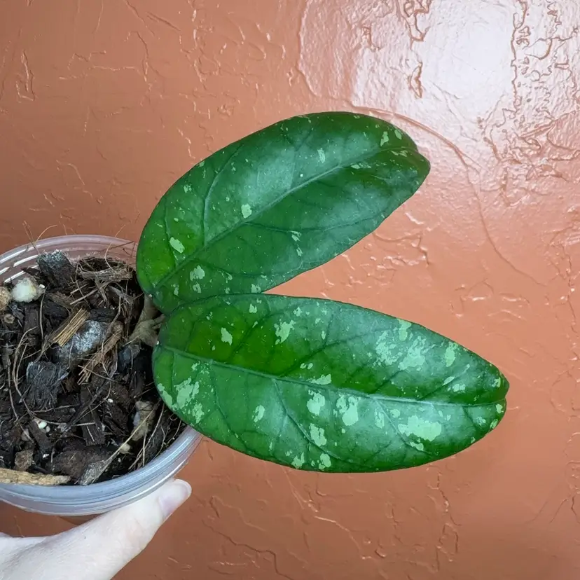 39 Hoya aff clemensiorum