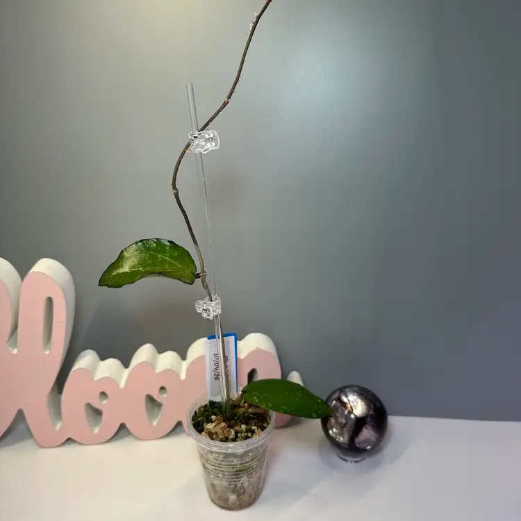 B05 LP 006 (Erythrina x Caudata)