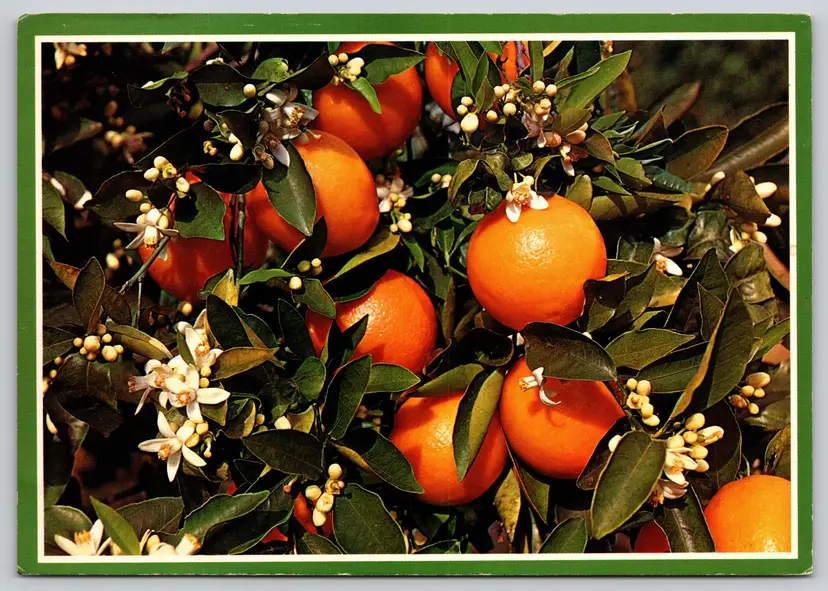 Postcard Oranges Branch of an Orange Tree Blooming and Bearing Fruit Florida -  10404