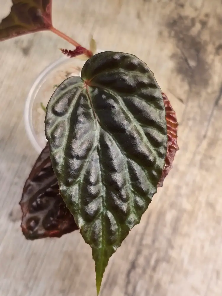 Begonia Temuyuk Blue x Dracopelta