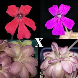 SEEDS Ping. '''Winespill''' x "Professor Plum"