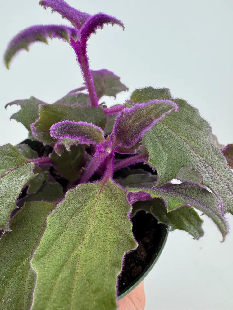 1133 | 4” Purple Passion