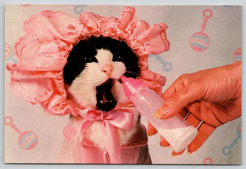 Postcard Baby Cat with Baby Bottle Pink Felis catus 1989 - 13594