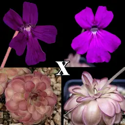 SEEDS - P. UFO ''Almost Black Flower'' x ''Professor Plum''