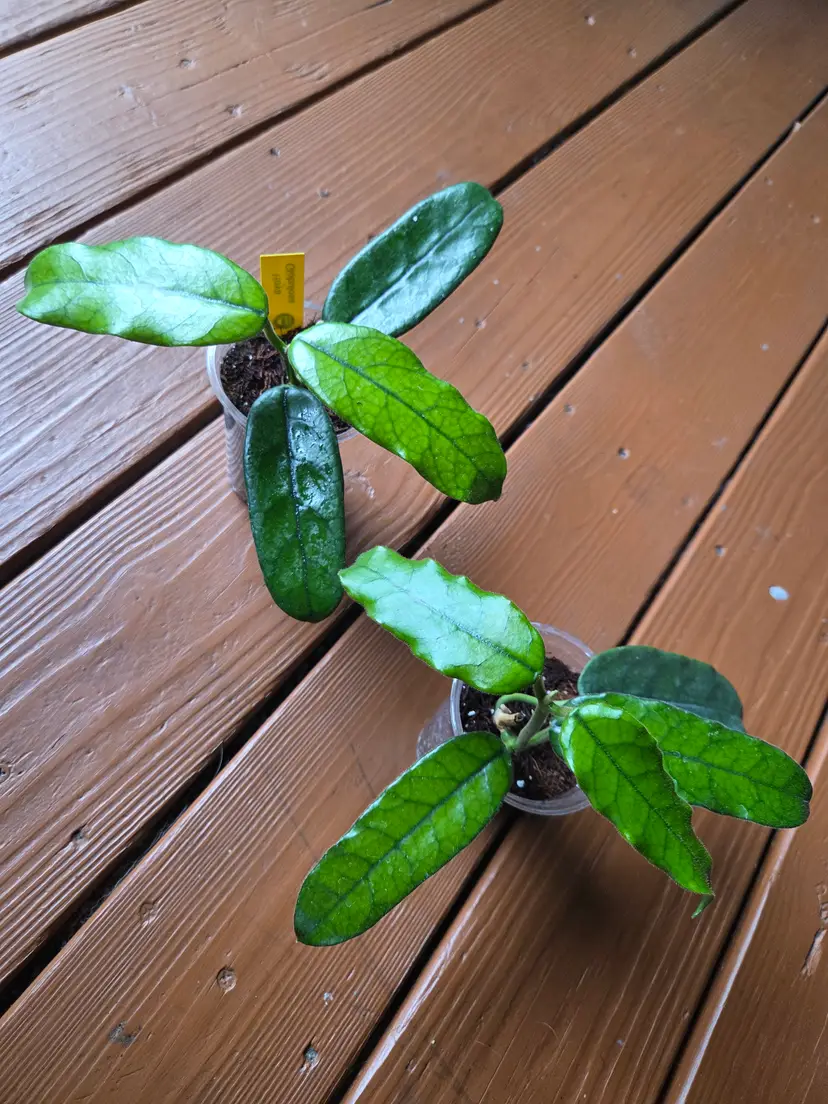 Hoya Globulosa