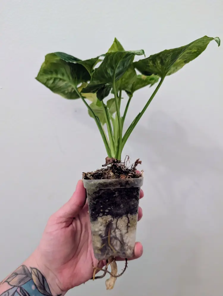 Scrambled Eggs Syngonium #2