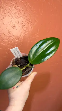 Hoya patcharawalai x Hoya Hai Phong
