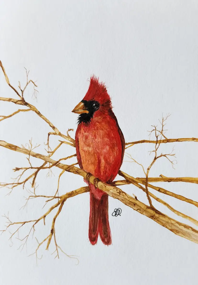 Cardinal Original Watercolor Painting Signed By The Artist 5x7