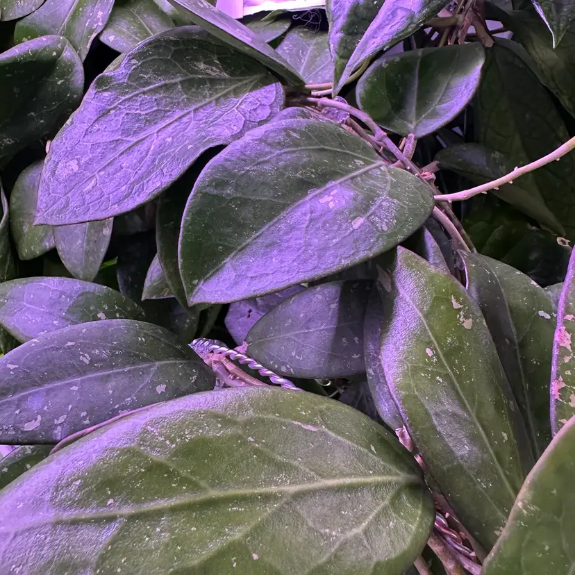 Clemensiorum Seedlings Cutting Box