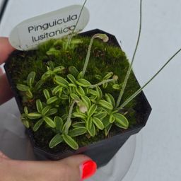 SEEDS Pinguicula lusitanica (TEMPERATE)