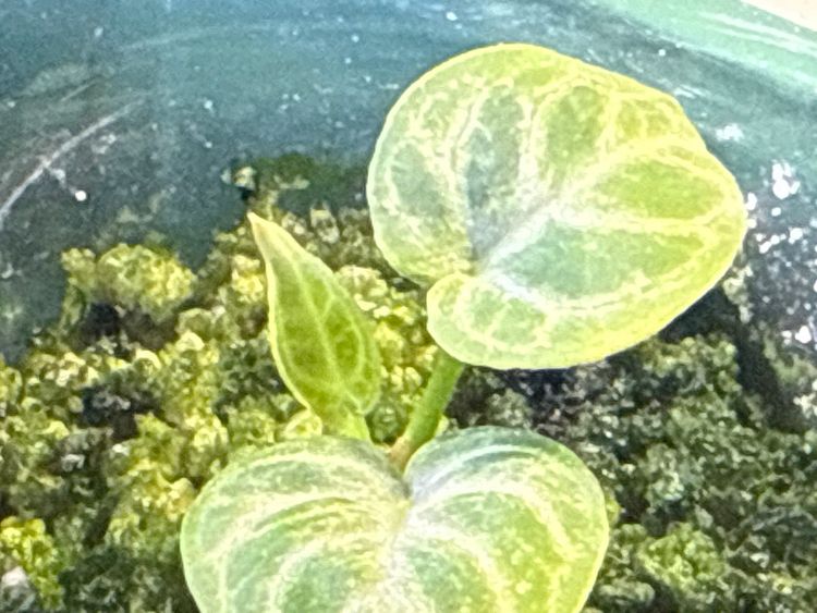 Anthurium Dorayaki Silver (True Round form)