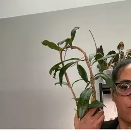 3094 H benguetensis in trellis