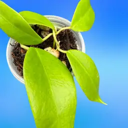 Hoya vitiensis (pink)