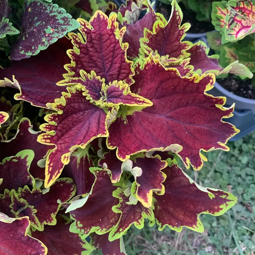 Coleus Burgundy
