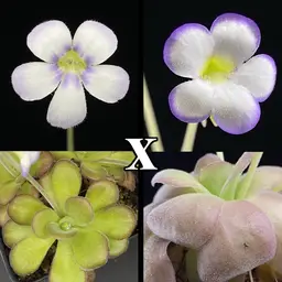 SEEDS Ping. agnata El Lobo x agnata Red Leaf