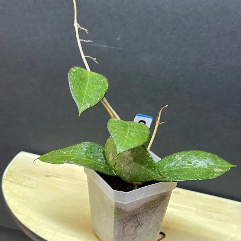 278 Hoya MA 41 sp Anjuk Ladang