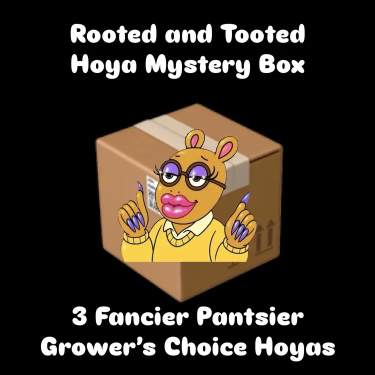 Fancier Pantsier Rooted and Tooted Hoya Mystery Box