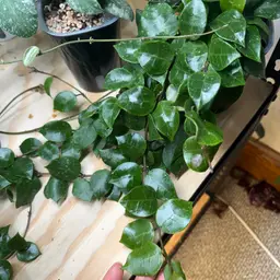 Grower's choice Cosmic Dust cutting