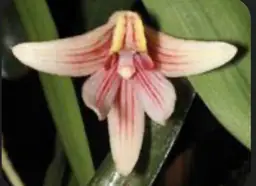 Campanulorchis
