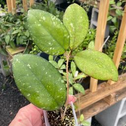 Hoya Cereen