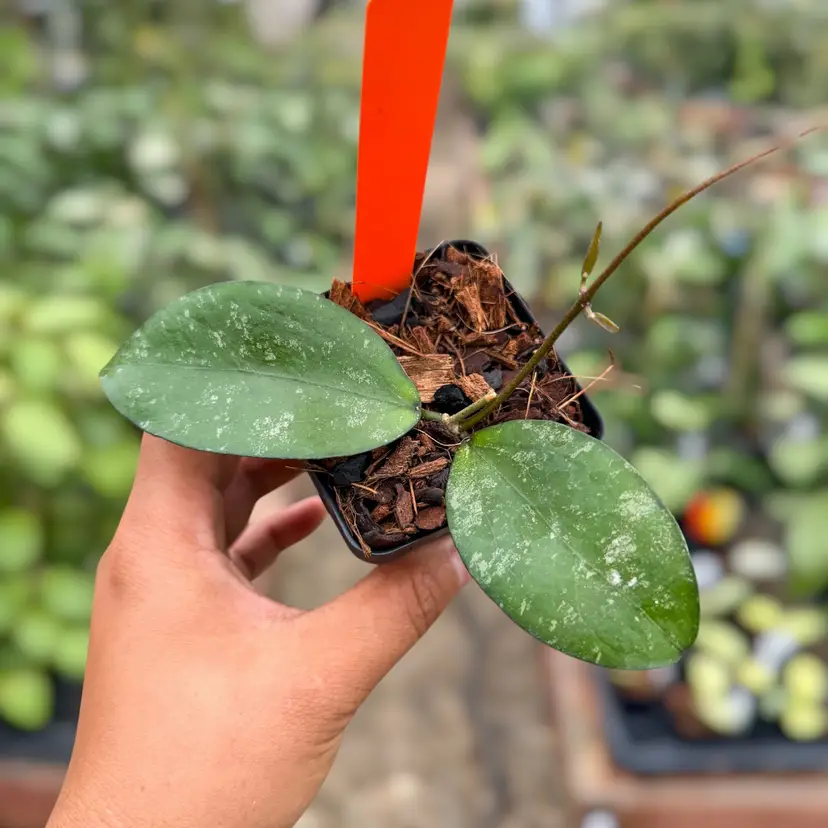 G - PS0435 - Hoya ‘Marchesa’ LP021 (erythrina x flagellata)