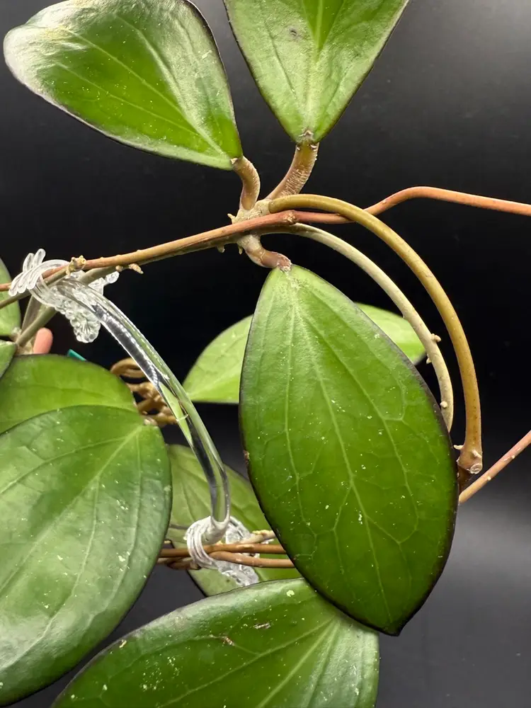 Hoya LP001 (Jennifer x Erythrina)