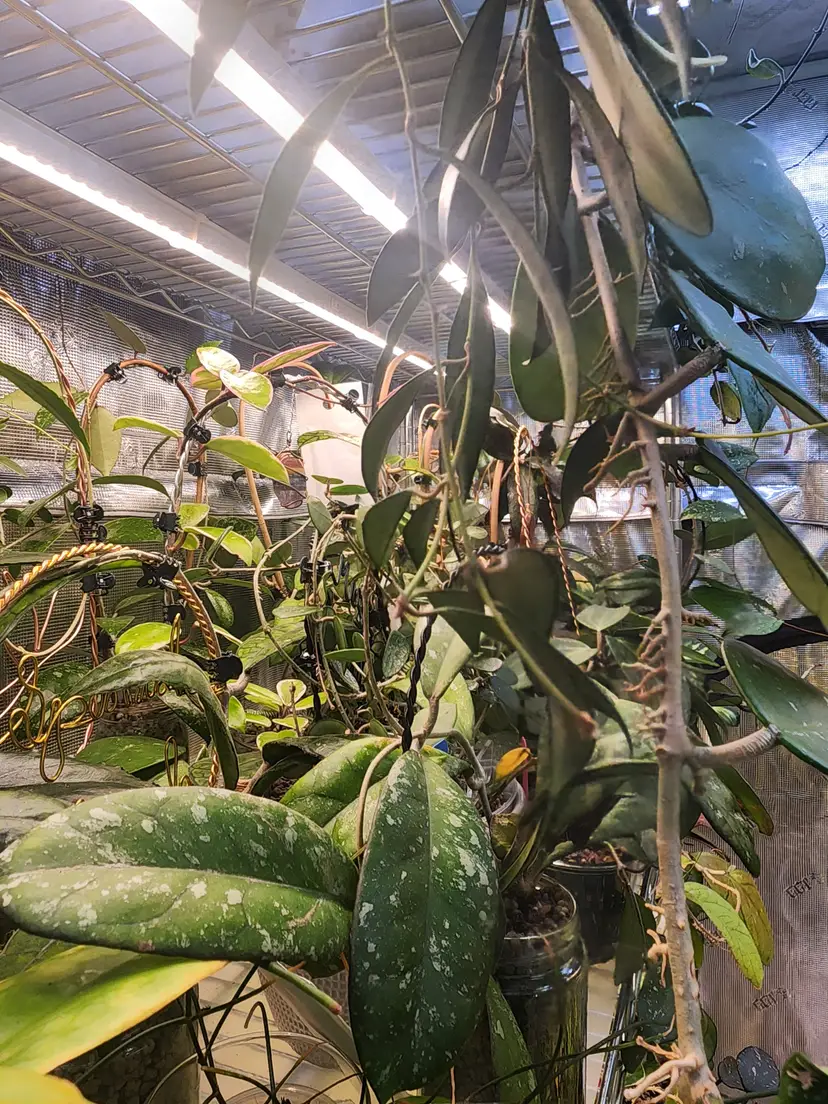 Livestream thumbnail