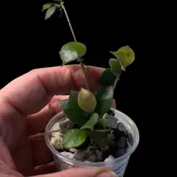 Hoya Minutiflora In Rocks